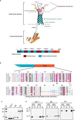 Non-typeable Haemophilus influenzae major outer membrane protein P5 contributes to bacterial membrane stability, and affects the membrane protein composition crucial for interactions with the human host